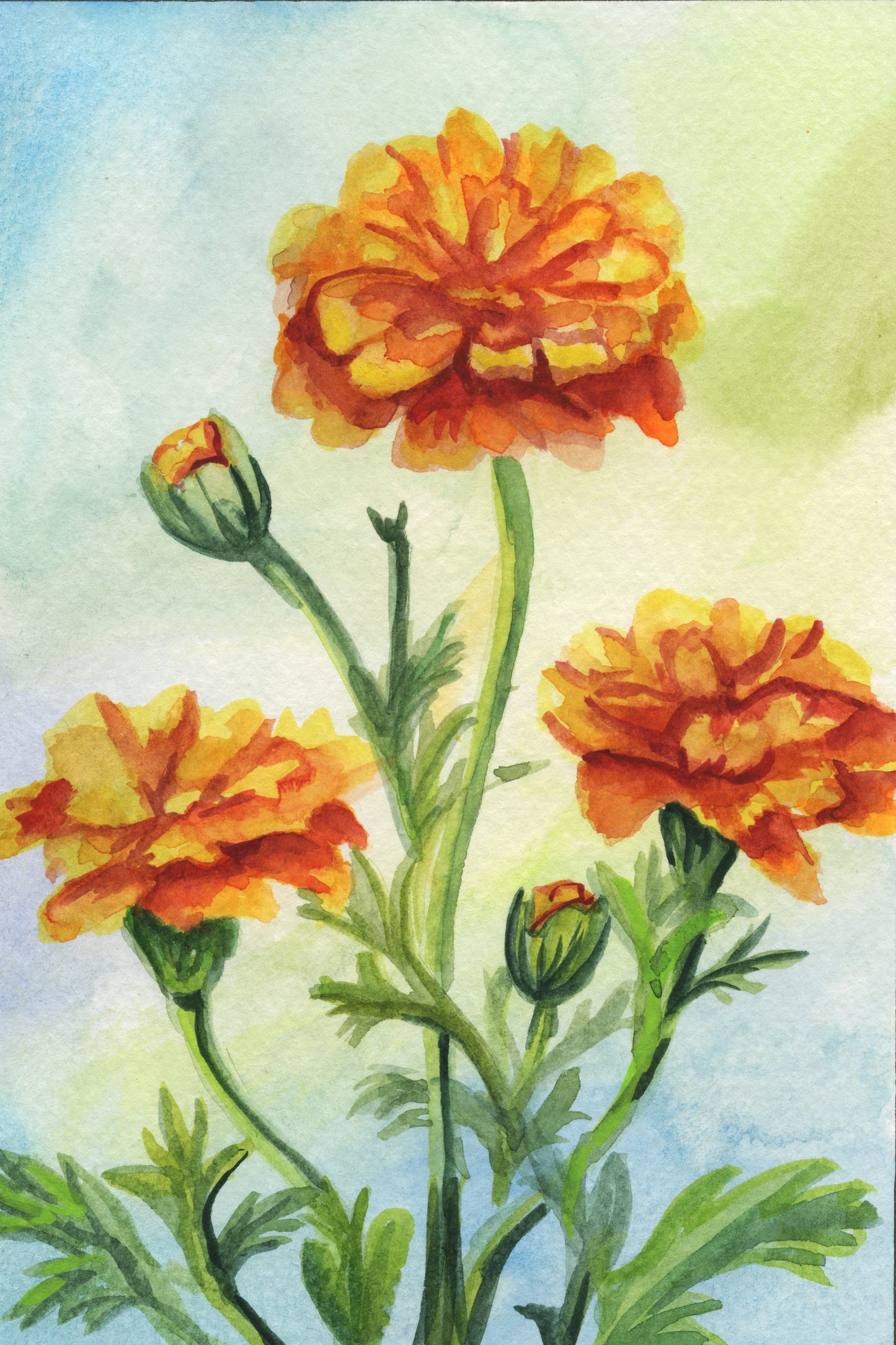 Marigold – Day 9