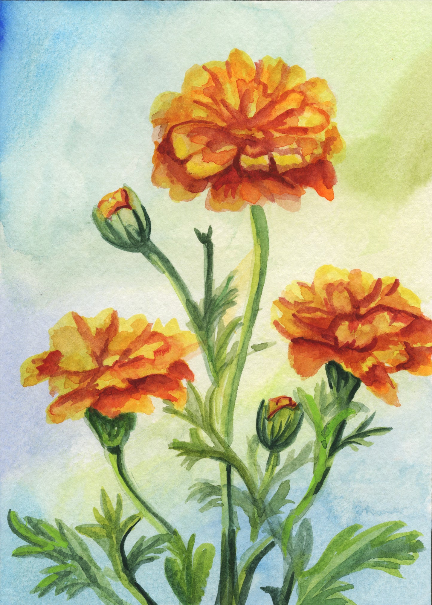 Marigold – Day 9