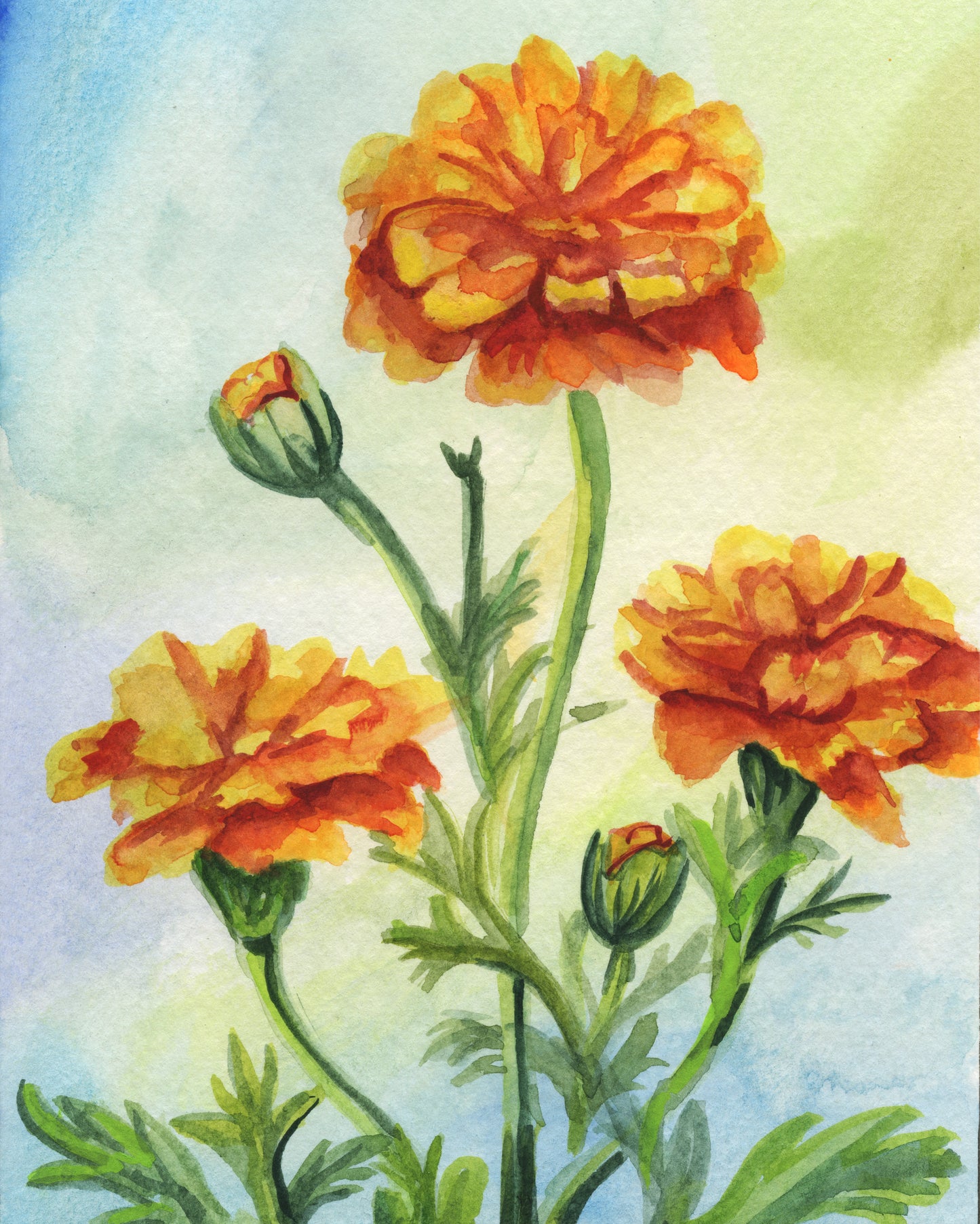 Marigold – Day 9